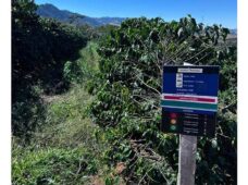 Cooxupé lidera venda de créditos de carbono no café