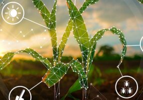 Máquinas e equipamentos conectam produtividade, sustentabilidade e rentabilidade