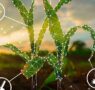 Máquinas e equipamentos conectam produtividade, sustentabilidade e rentabilidade