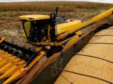 Safra recorde de milho expõe gargalo do frete e força produtor a antecipar vendas sem margem